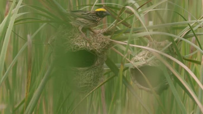 斯里兰卡，黄色头的鸟正在高高的草丛中筑巢