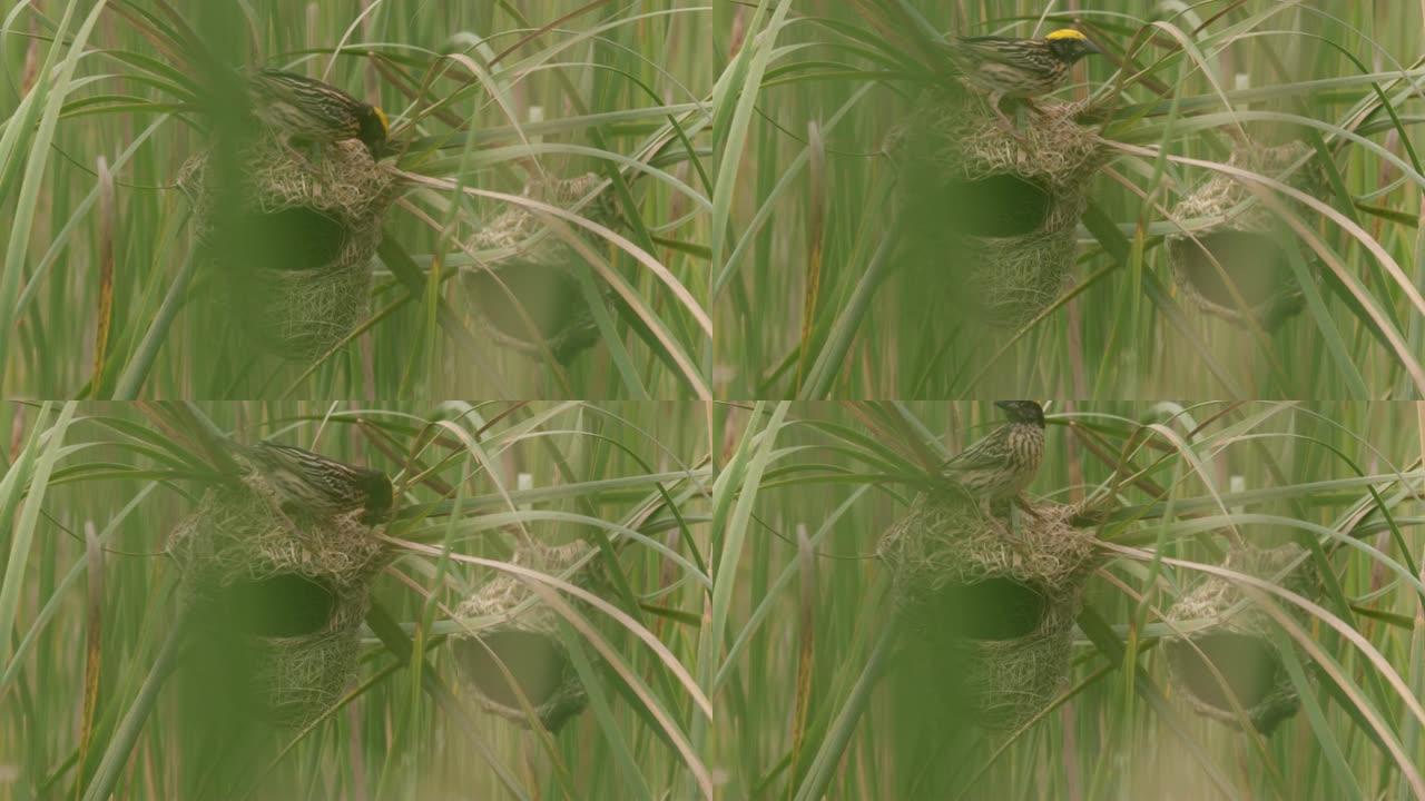 斯里兰卡，黄色头的鸟正在高高的草丛中筑巢