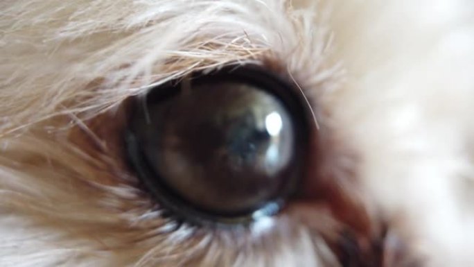 玩具贵宾犬眼睛上的手机特写视频