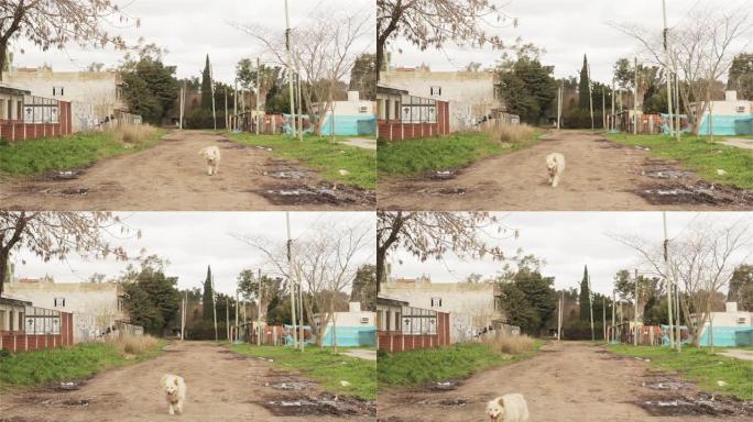 布宜诺斯艾利斯省一条乡村道路上的流浪狗。