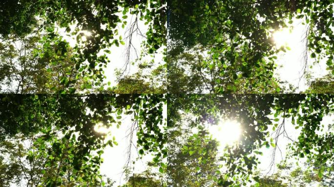 森林中的树木的4k镜头