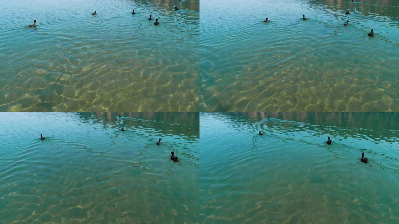 一群年轻的野鸭在河上游泳