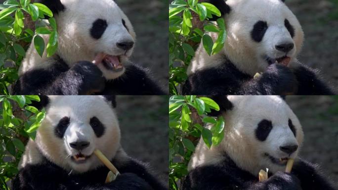 大熊猫吃竹子。中国成都。