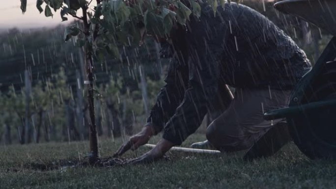 曼女士在多雨的果园里种植果树。农民用铲子在多雨的果园里种植果树。