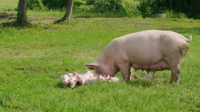 猪的家庭在绿色的露天草坪上，幼犬从母亲那里哺乳。