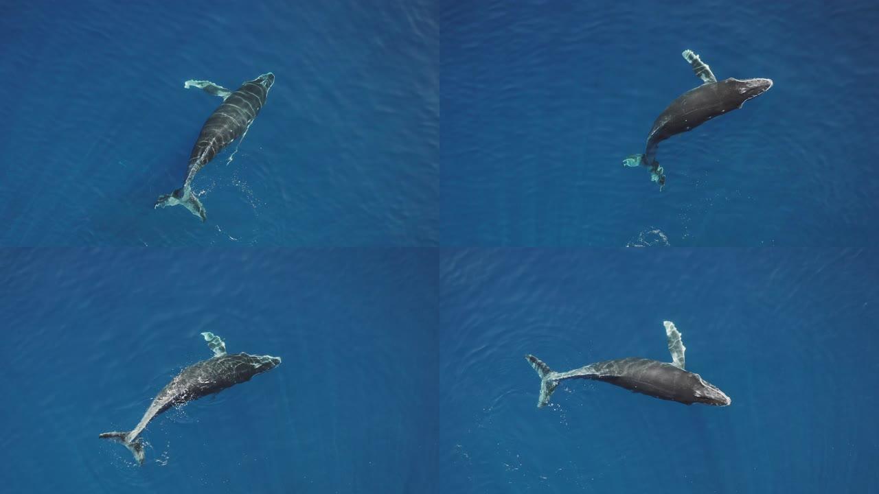 海洋中嬉戏的座头鲸