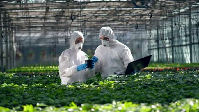 两名植物学家在温室里工作，检查植物。