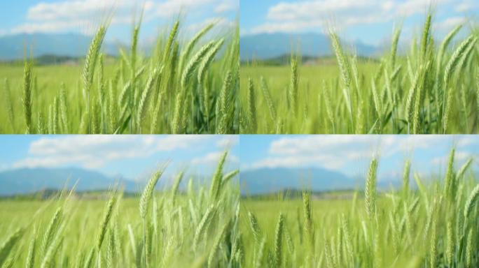 宏观: 风景如画的小麦在吹过村庄的风中摇曳。
