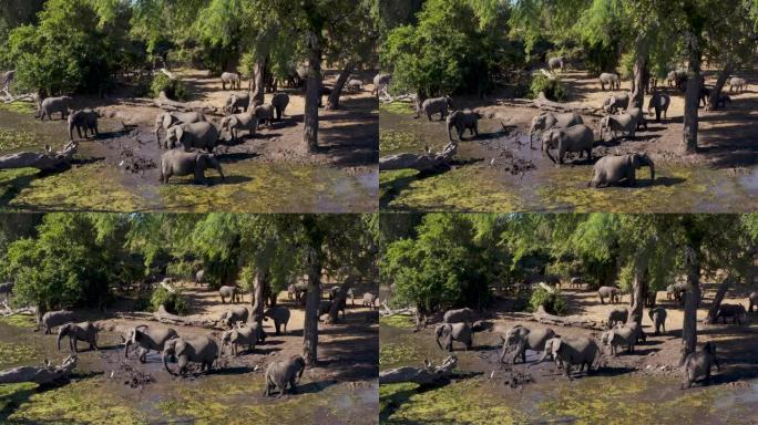 津巴布韦河流边缘的一头繁殖的大象群的鸟瞰图