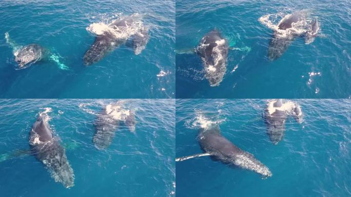 鲸鱼在蓝色海洋中游泳时的一个家庭。