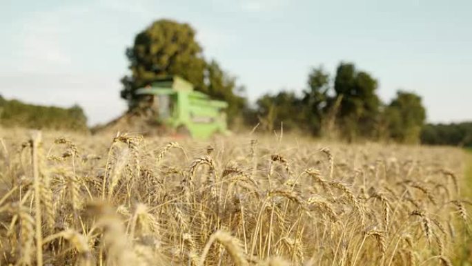 SLO MO在田间合并收获小麦