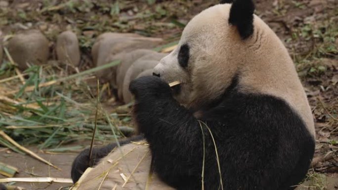 可爱的大熊猫熊在中国