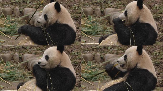 可爱的大熊猫熊在中国