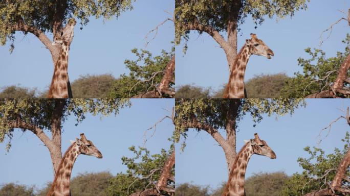 纳米比亚纳米布沙漠Hoanib山谷，沙漠长颈鹿的4k视图伸展脖子，以蓝天为食。
