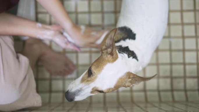 杰克·罗素 (Jack Russell) 梗犬在步行后被洗在浴室里