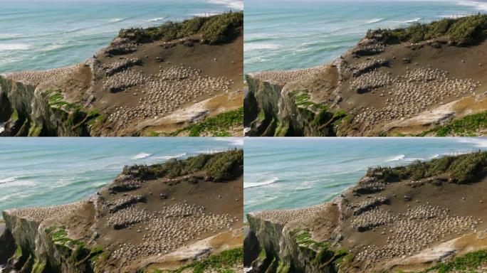 海鸟在海岸上筑巢海岛野生海鸟