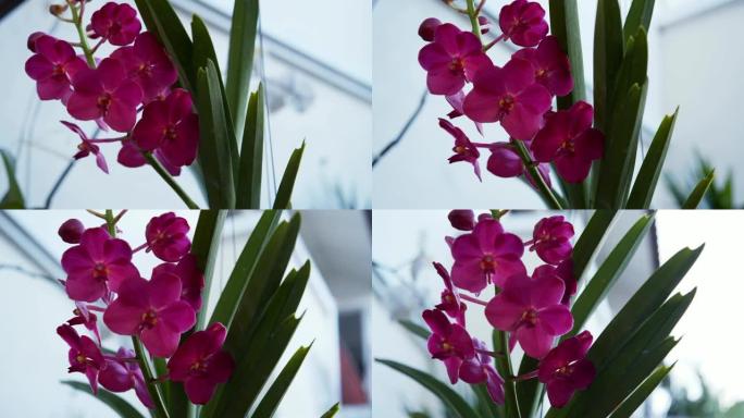 粉红色兰花花的4k镜头