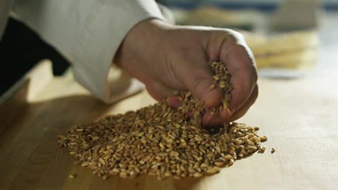 用小麦收割人的手小麦丰收