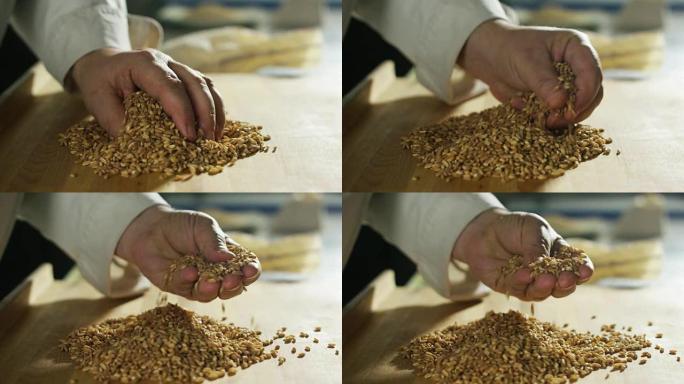 用小麦收割人的手小麦丰收
