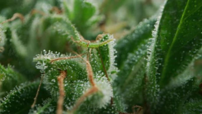 用于草药替代药物和cbd油脂生产的生态和生物大麻植物的慢动作宏观。