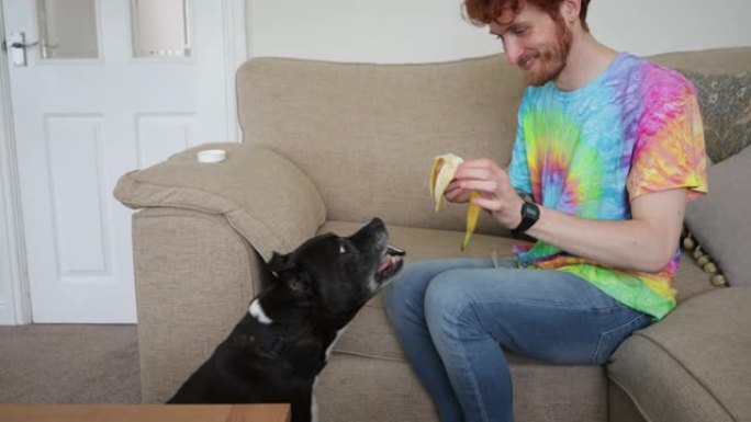 给狗喂香蕉男子小狗吃香蕉