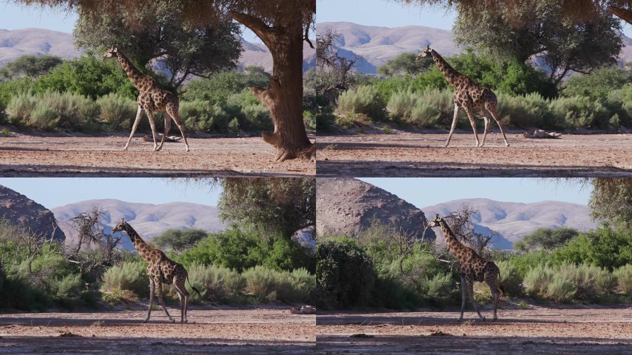 纳米比亚纳米布沙漠Hoanib山谷行走的沙漠长颈鹿的4k视图