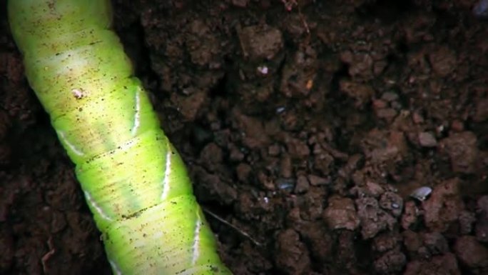 绿色毛毛虫在土地上爬行。特写镜头。
