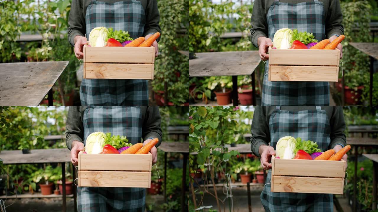大棚中男性手握木箱蔬菜的特写