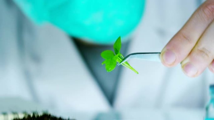 实验室里的一位科学家分析土壤和里面的植物以收集植物DNA。