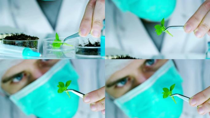实验室里的一位科学家分析土壤和里面的植物以收集植物DNA。