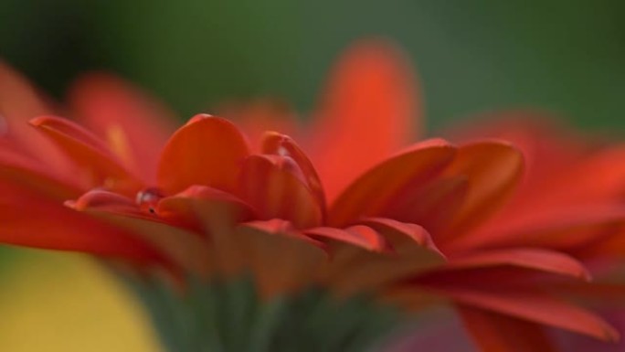 水晶般的水滴落在红色雏菊非洲菊的花瓣上的慢动作特写镜头