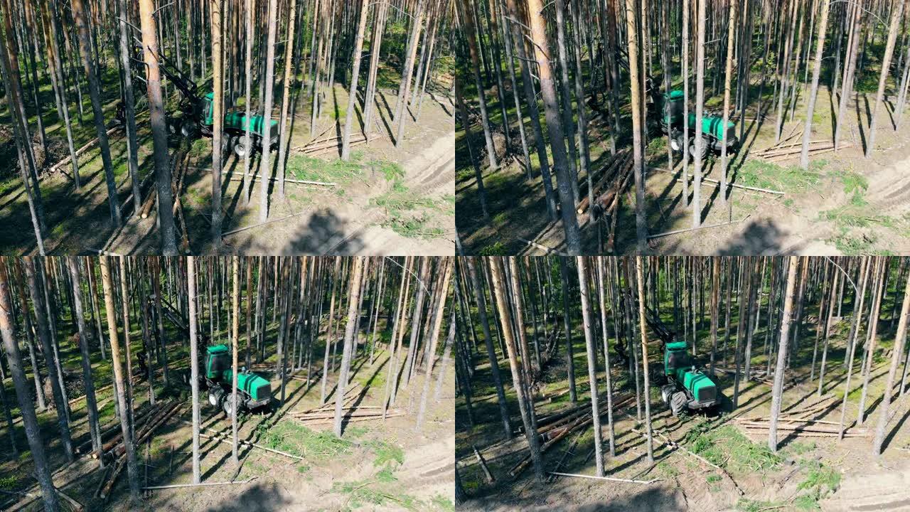 一台机器在树林里砍树。
