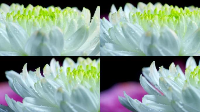 6k分辨率的彩色花朵的极端宏观拍摄。
