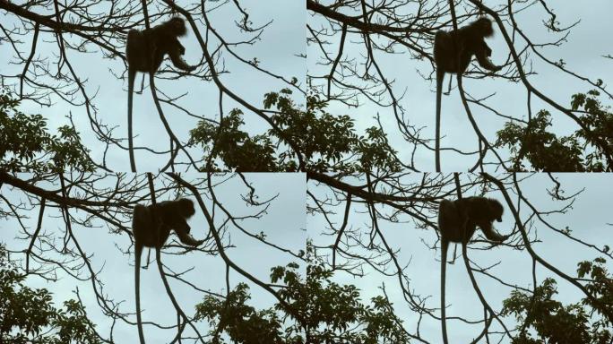 昏暗的叶子猴子跳到树枝上