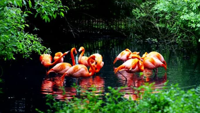 一群粉红色的火烈鸟站在地上的白湖岸边。树荫下一条腿上的粉红色火烈鸟。