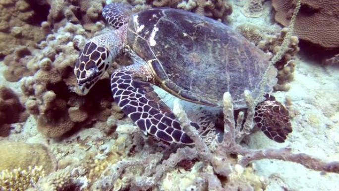 一只海龟在五颜六色的珊瑚中在海洋中游泳。