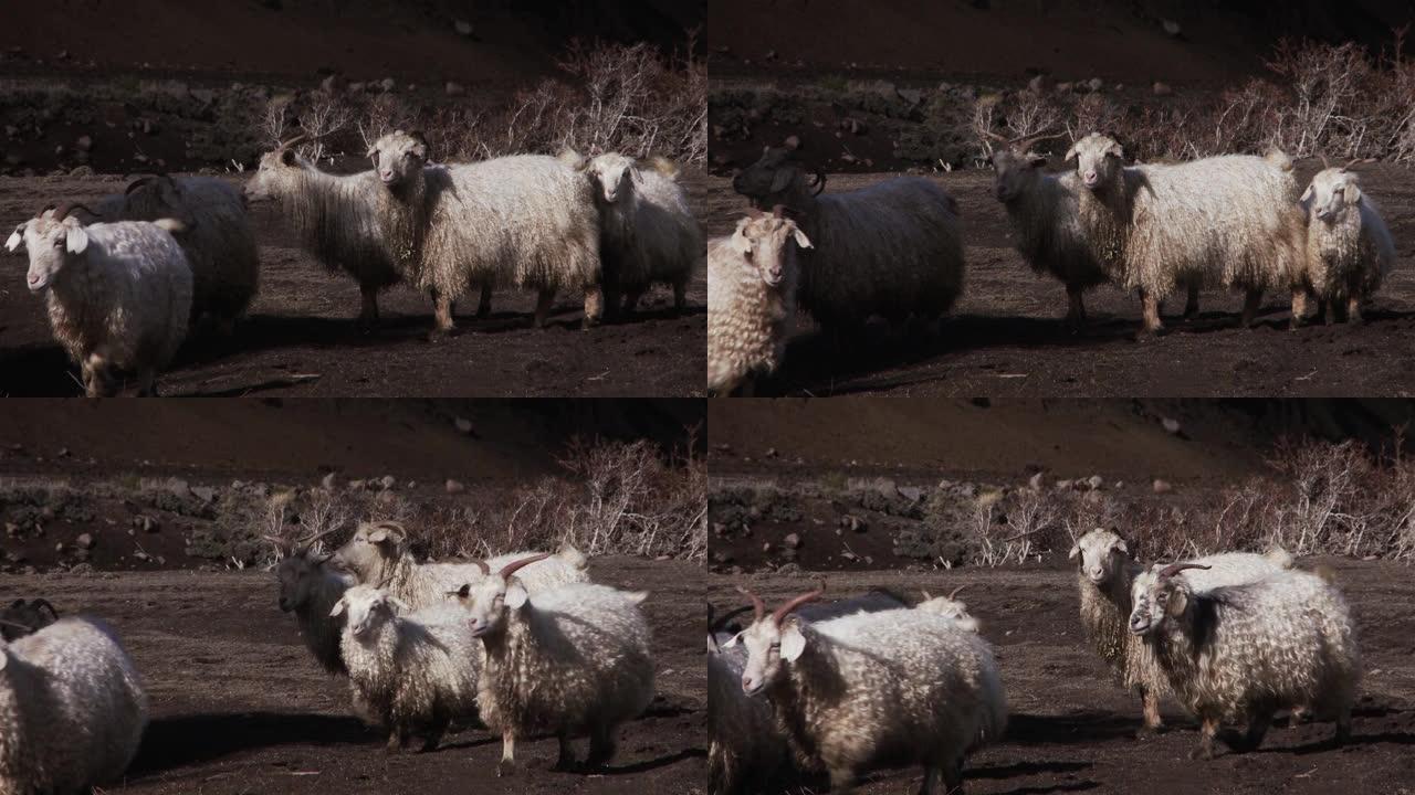 巴塔哥尼亚安第斯山脉的羊群。