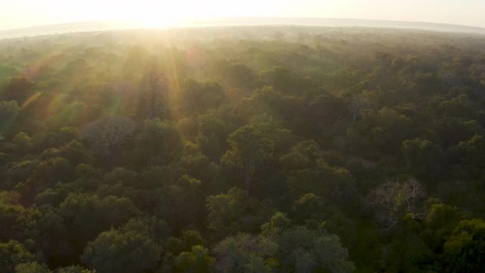 在非洲中部热带雨林中，空中飞过太阳光线，在树顶上流淌着大型猴面包树