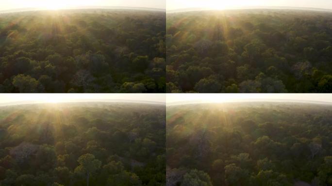 在非洲中部热带雨林中，空中飞过太阳光线，在树顶上流淌着大型猴面包树