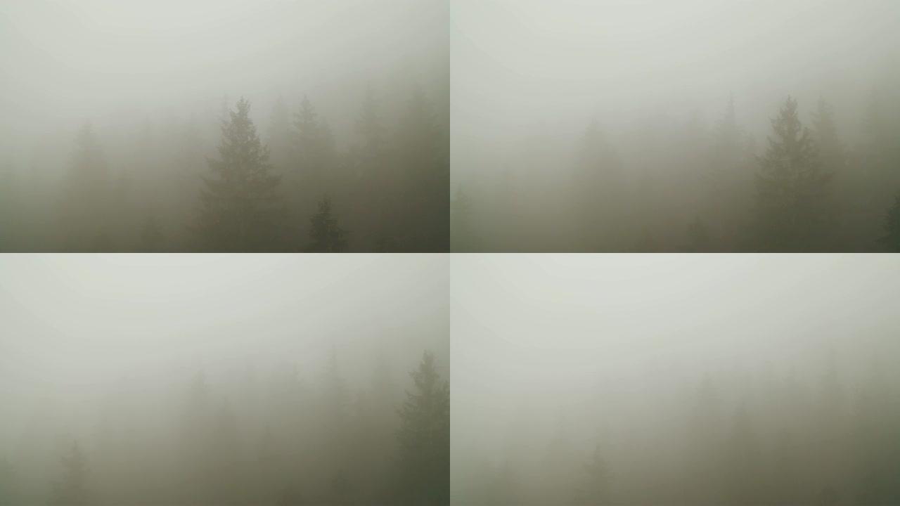 浓雾覆盖森林
