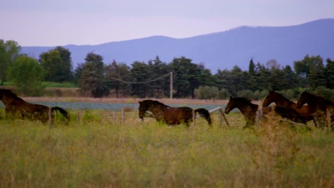 4k山区风景秀丽的绿色草地上奔跑的深棕色马群的超慢动作 (特写)