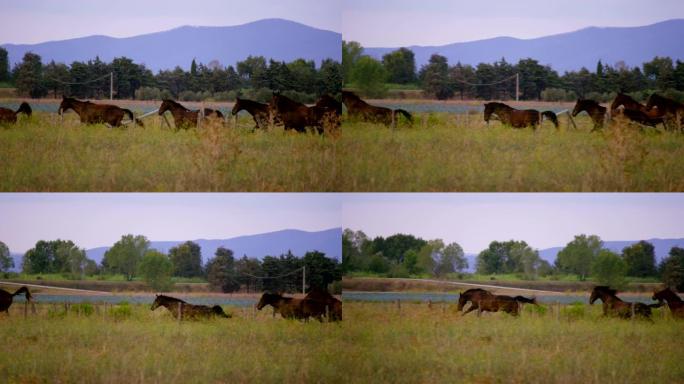 4k山区风景秀丽的绿色草地上奔跑的深棕色马群的超慢动作 (特写)