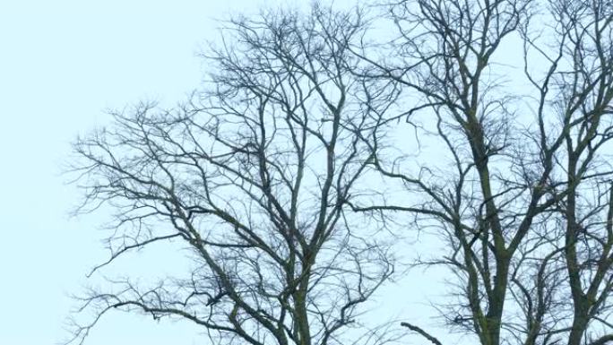 冬天大风天的树木
