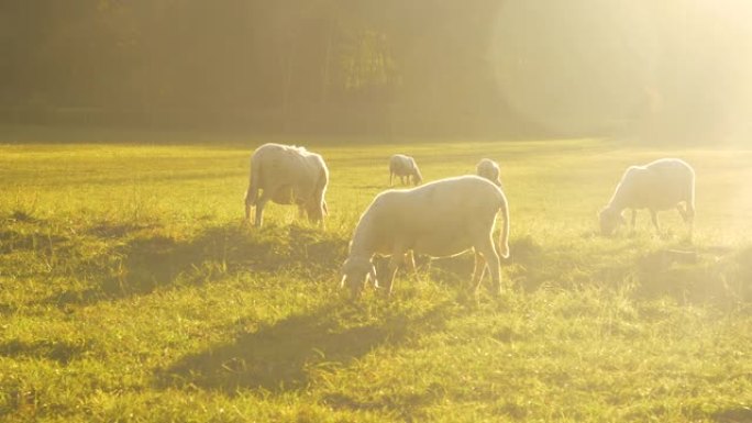 镜头耀斑: 晴天，一群绵羊在一个大的封闭牧场上放牧。