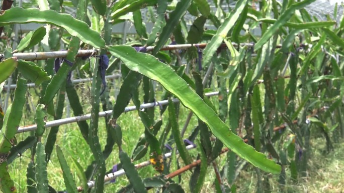 火龙果 植株 外形 大田栽培