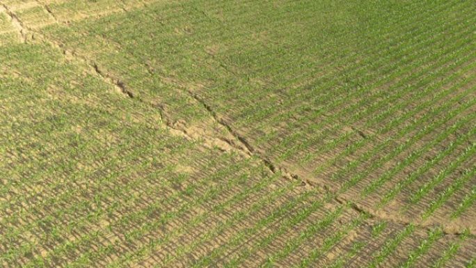 无人机:玉米田里的泥土在夏季的高温下龟裂。