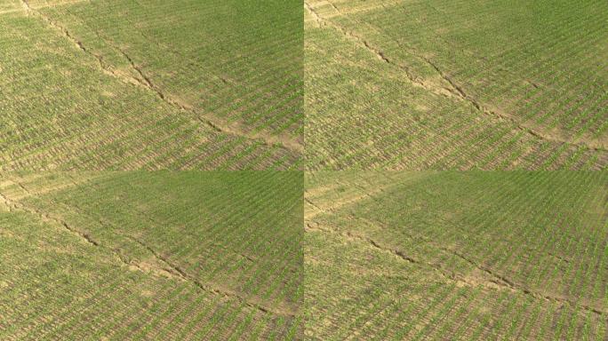 无人机:玉米田里的泥土在夏季的高温下龟裂。