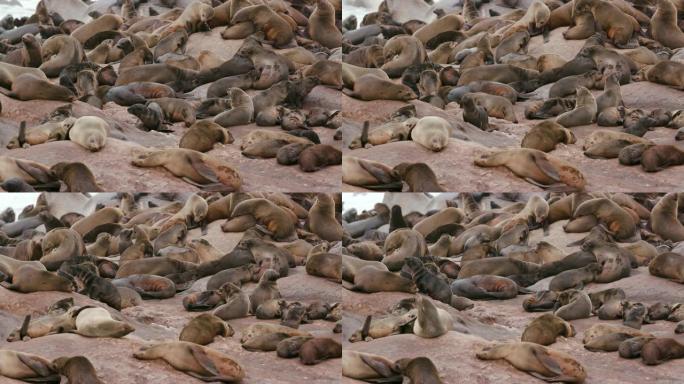 纳米比亚骨架海岸国家公园的一大群海角海狗的4k视图，他们在岩石上晒太阳