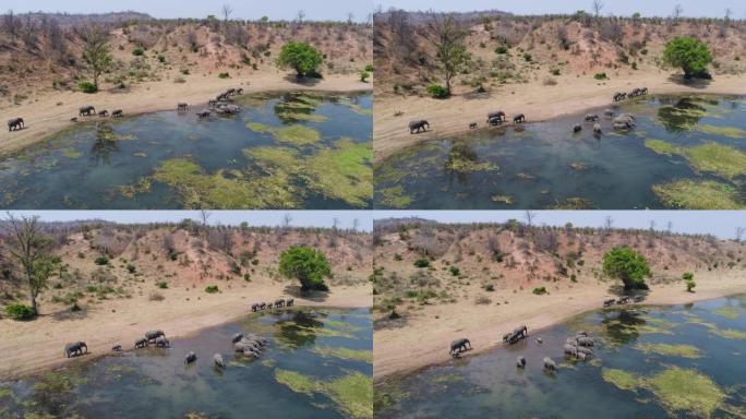 津巴布韦一大群大象在河边喝酒和散步的4k鸟瞰图