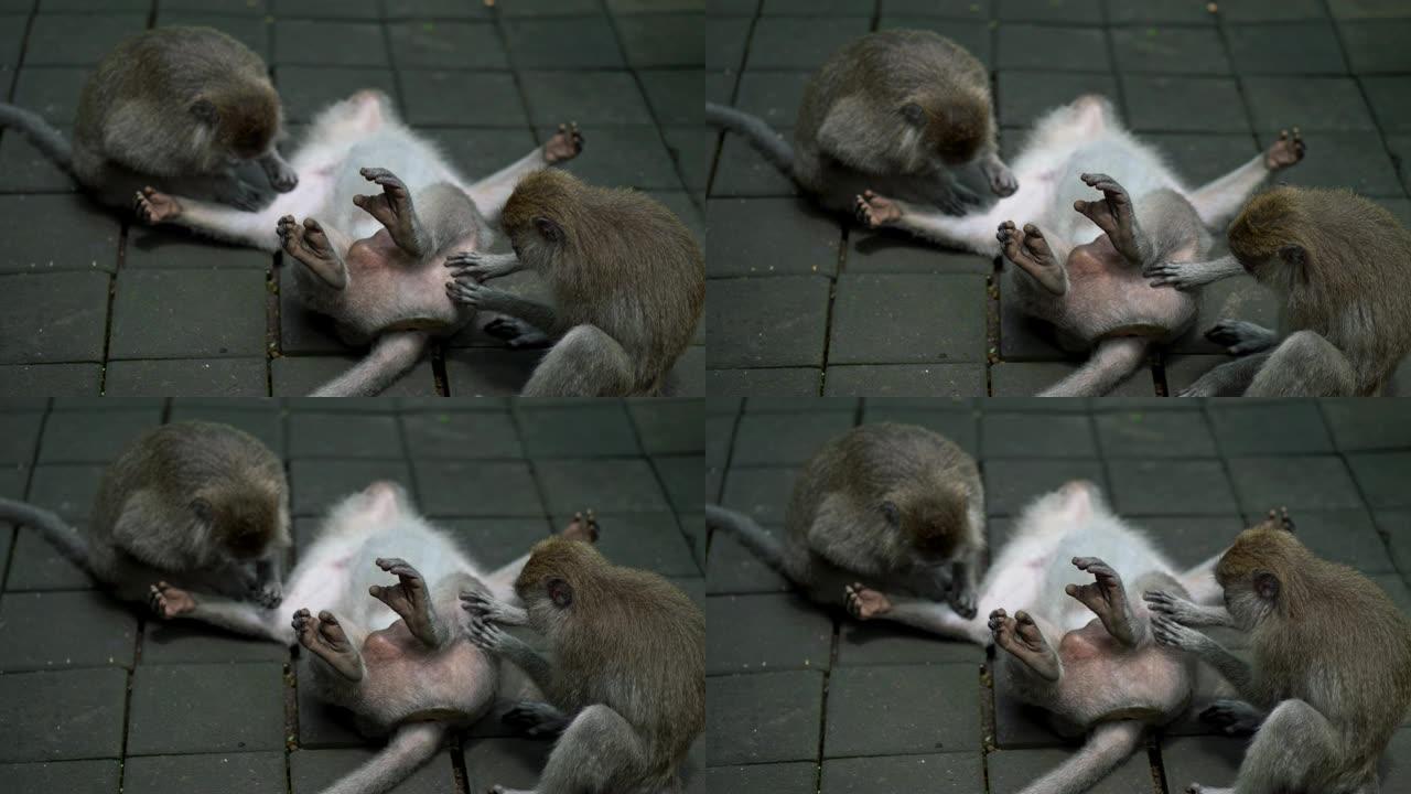 两只猴子为他们的老板服务。阿尔法猴，躺在印度尼西亚巴厘岛乌布猴林的地上。4K, UHD